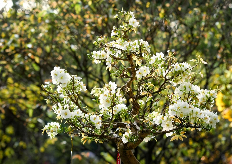 73550 Natur - Frühling Puzzle