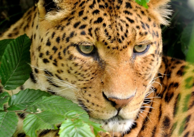 71387 Tierwelt - Leopard Puzzle