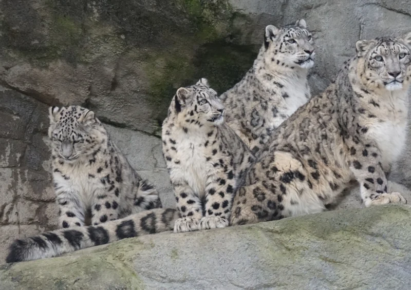 72609 Tierwelt - Leopard Puzzle