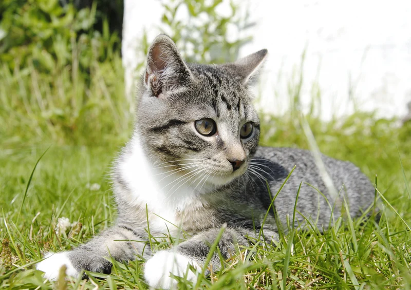 72653 Tierwelt - Süße Katze Puzzle