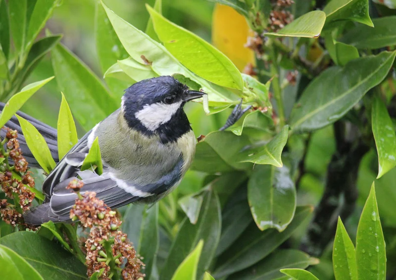 72211 Natur - Vogel Puzzle