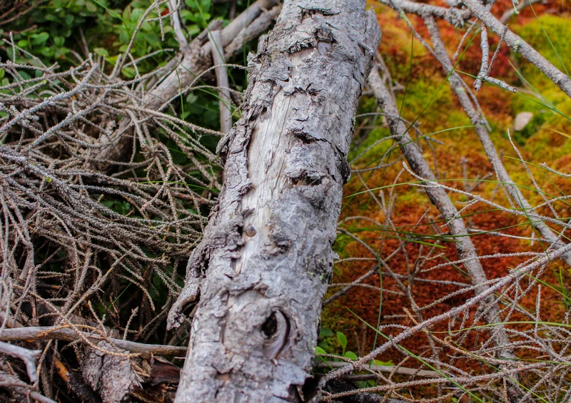 72233 Natur - Wald Puzzle