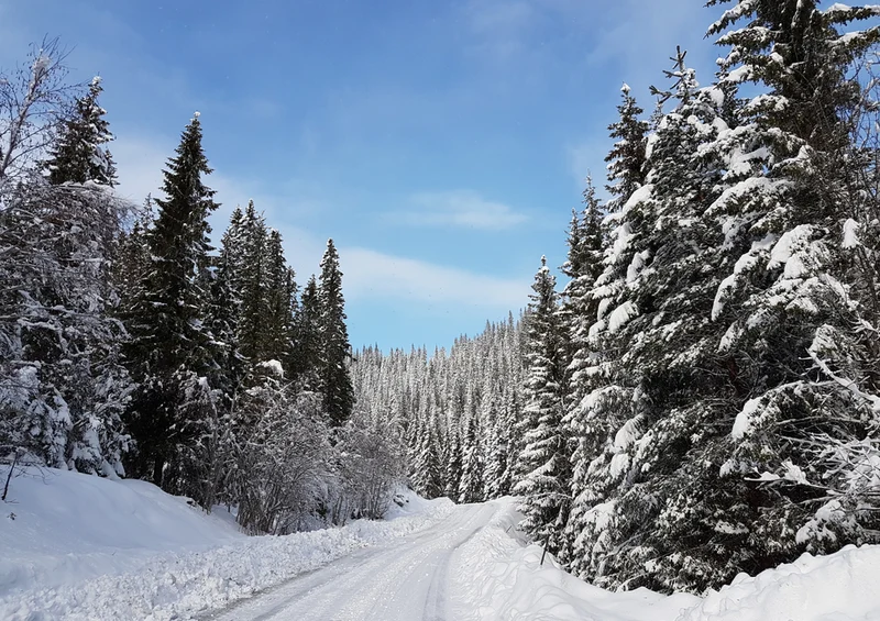 73752 Natur - Winter Puzzle