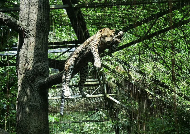 73789 Tierwelt - Leopard Puzzle