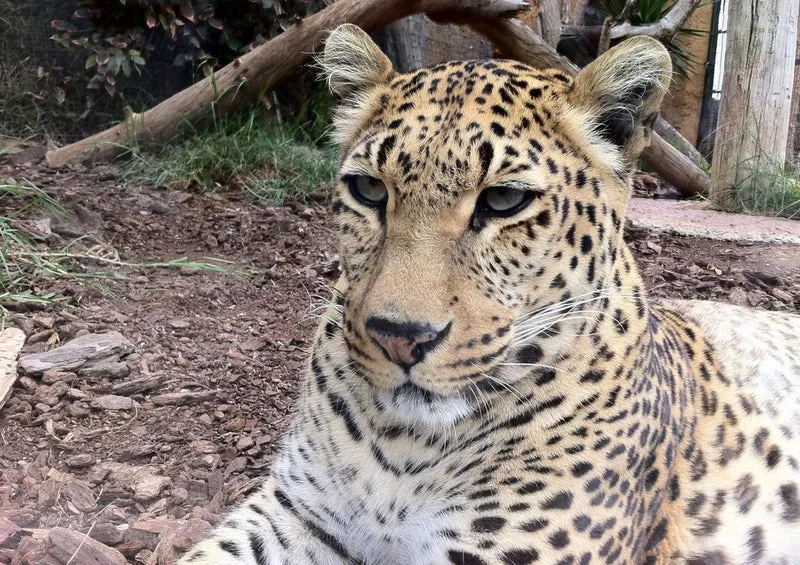 72886 Tierwelt - Leopard Puzzle