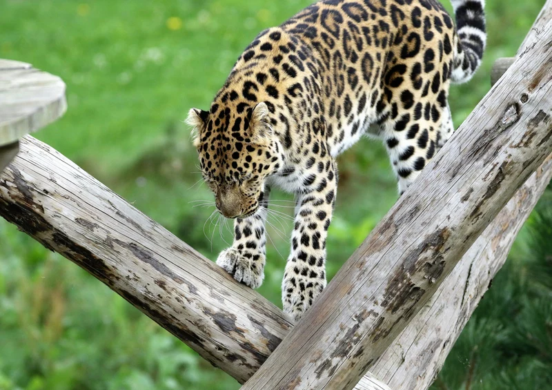 73369 Tierwelt - Leopard Puzzle