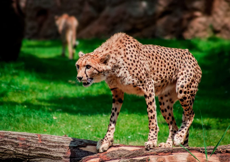 73381 Tierwelt - Leopard Puzzle