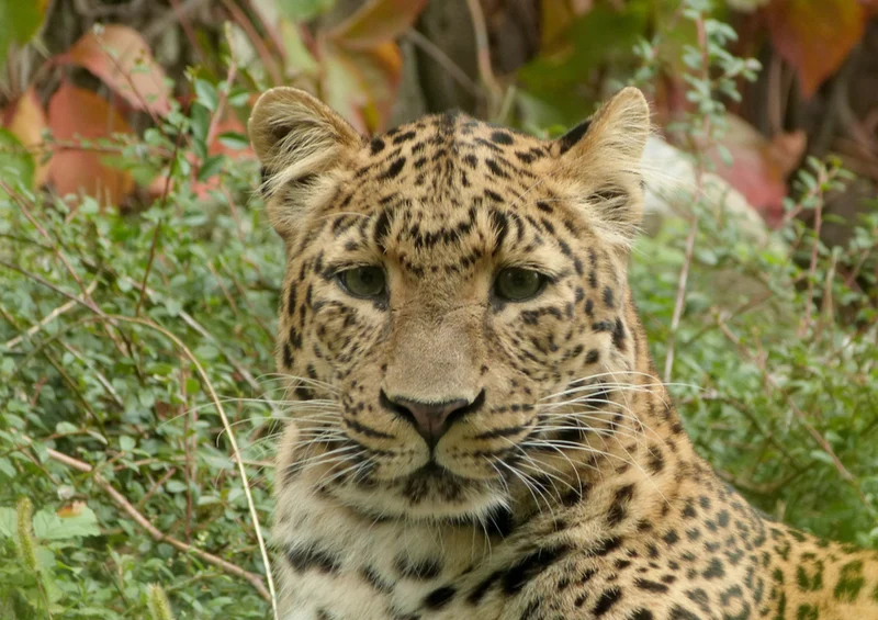 73125 Tierwelt - Leopard Puzzle