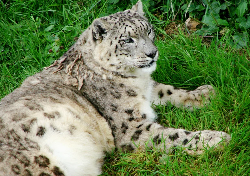 73130 Tierwelt - Leopard Puzzle