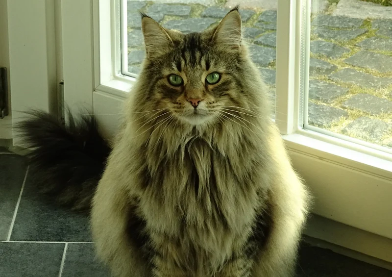 72122 Tierwelt - Katze Puzzle