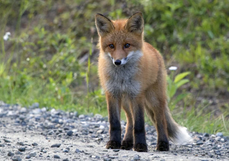 71936 Tierwelt - Fuchs Puzzle
