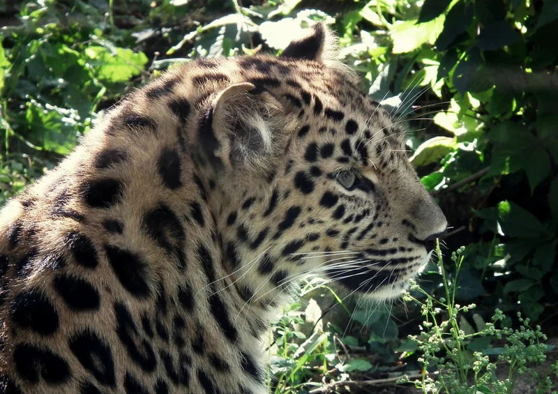 73555 Tierwelt - Leopard Puzzle