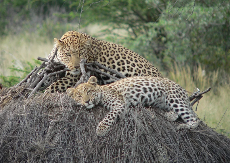 73793 Tierwelt - Leopard Puzzle