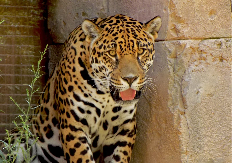 73827 Tierwelt - Leopard Puzzle