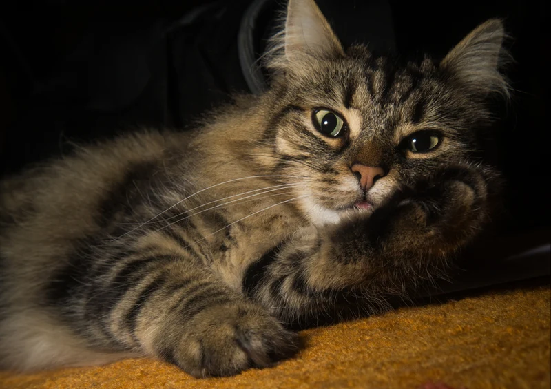 74456 Tierwelt - Katze Puzzle