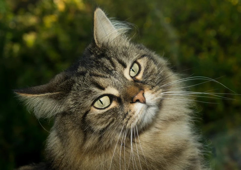 74508 Tierwelt - Katze Puzzle
