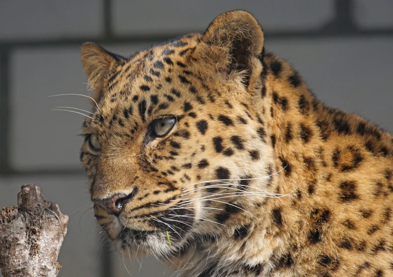 74518 Tierwelt - Leopard Puzzle