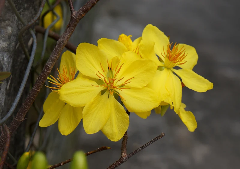 74525 Natur - Frühlingsblume Puzzle
