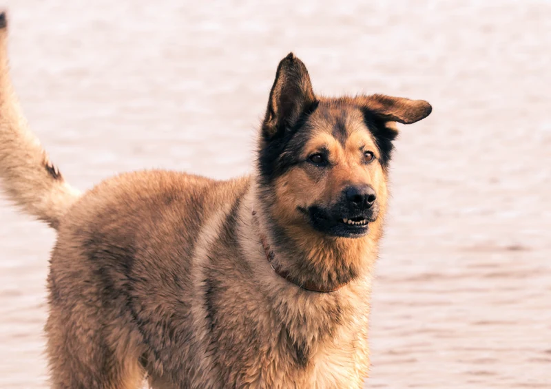 73610 Tierwelt - Hund Puzzle