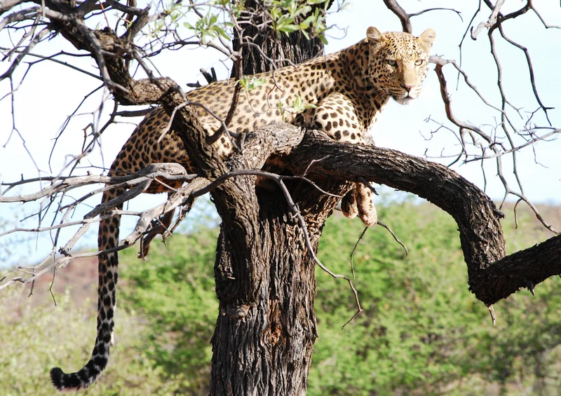 74435 Tierwelt - Leopard Puzzle
