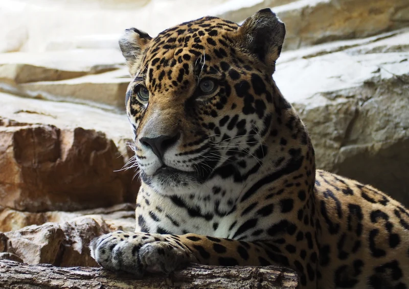 73863 Tierwelt - Leopard Puzzle