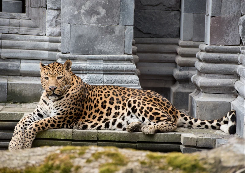74465 Tierwelt - Leopard Puzzle
