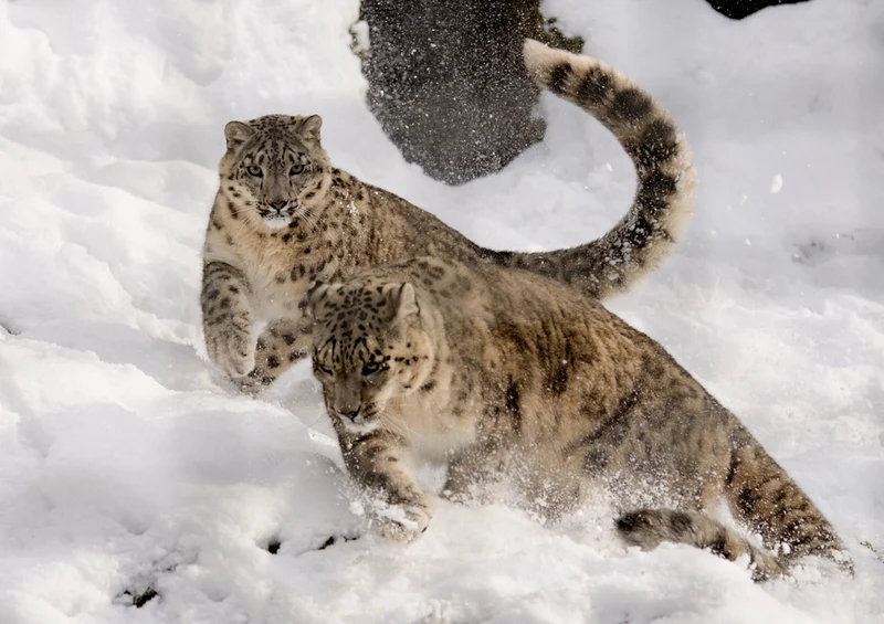 74754 Tierwelt - Leopard Puzzle