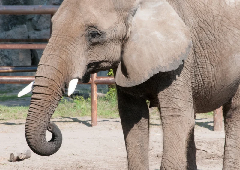 71104 Natur - Elefant Puzzle