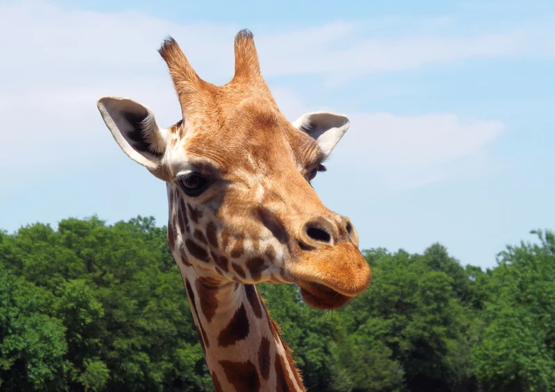 71111 Natur - Giraffe Puzzle