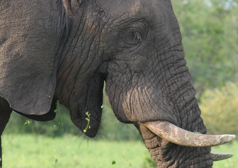 71118 Natur - Elefant Puzzle