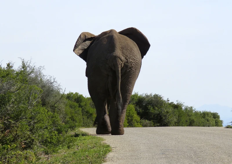 71121 Natur - Elefant Puzzle