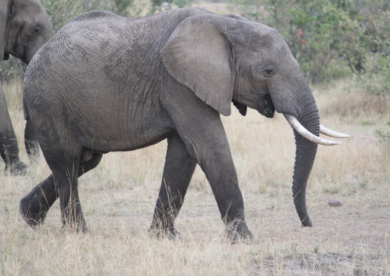 71124 Natur - Elefant Puzzle