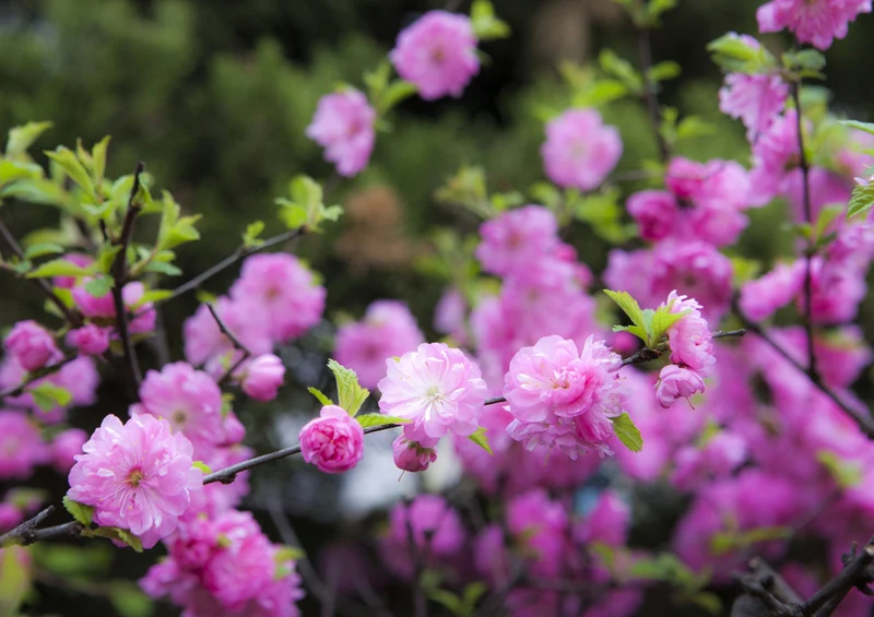 70399 Natur - Frühlingsblumen Puzzle