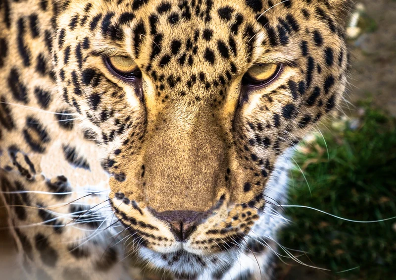 74891 Tierwelt - Leopard Puzzle