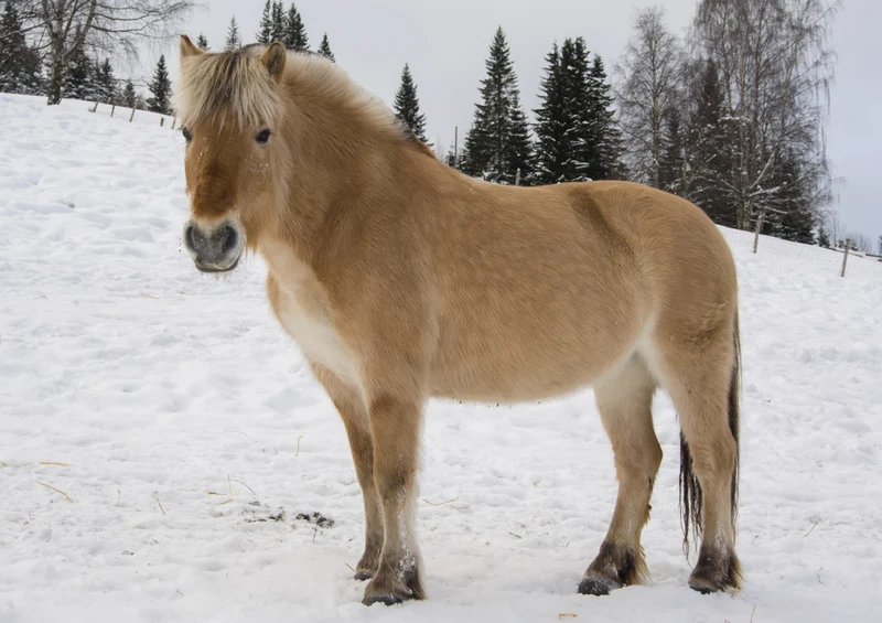 74536 Tierwelt - Fjordpferd Puzzle