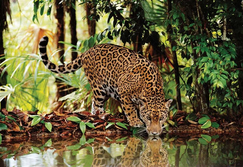 PFG Leopard (Usage/Used - PUZZLES FOR GOOD)