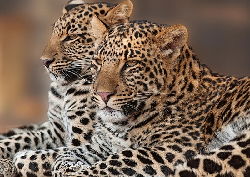 74894 Tierwelt - Leopard Puzzle