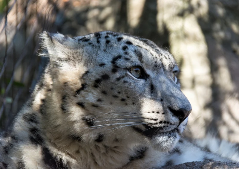74899 Tierwelt - Leopard Puzzle