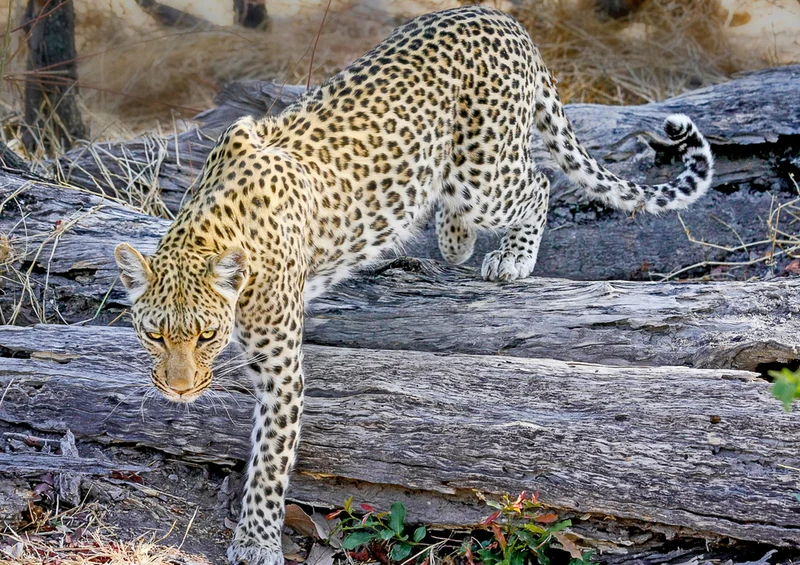 74598 Tierwelt - Leopard Puzzle