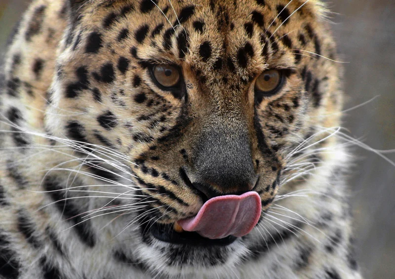 74864 Tierwelt - Leopard Puzzle