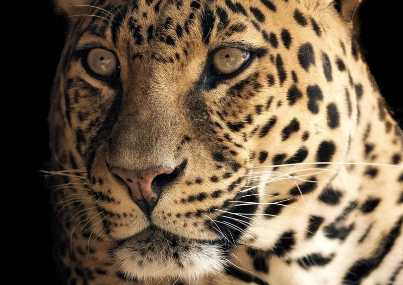 74869 Tierwelt - Leopard Puzzle