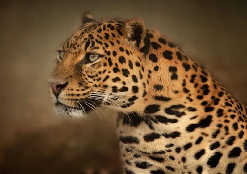 74203 Tierwelt - Leopard Puzzle