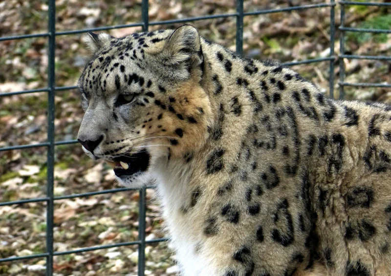 73154 Tierwelt - Leopard Puzzle