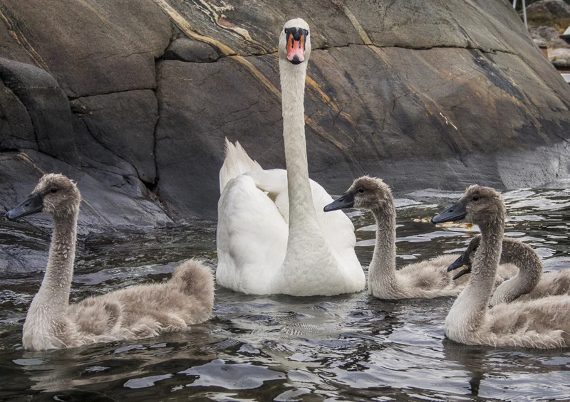 73450 Tierwelt - Schwan Puzzle