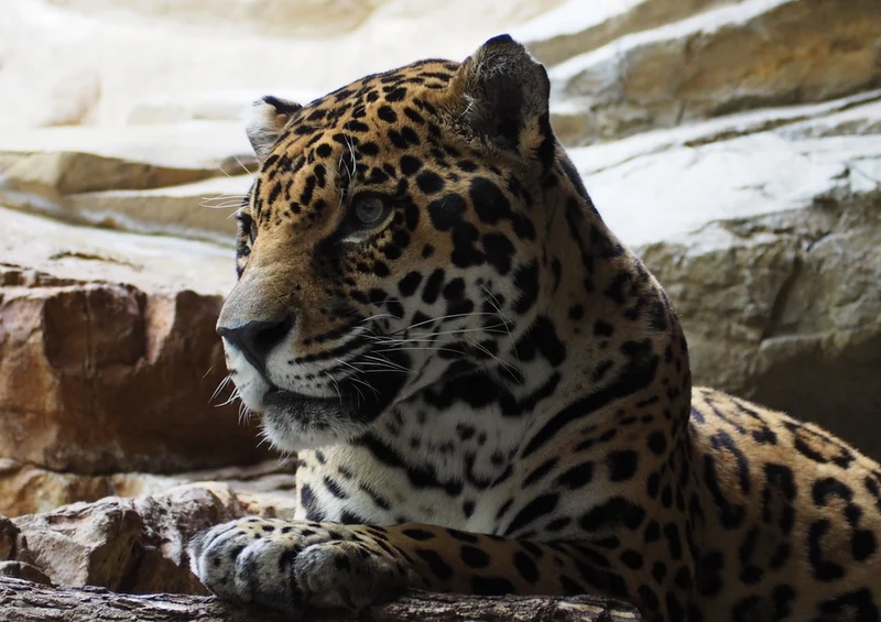 72664 Tierwelt - Jaguar Puzzle