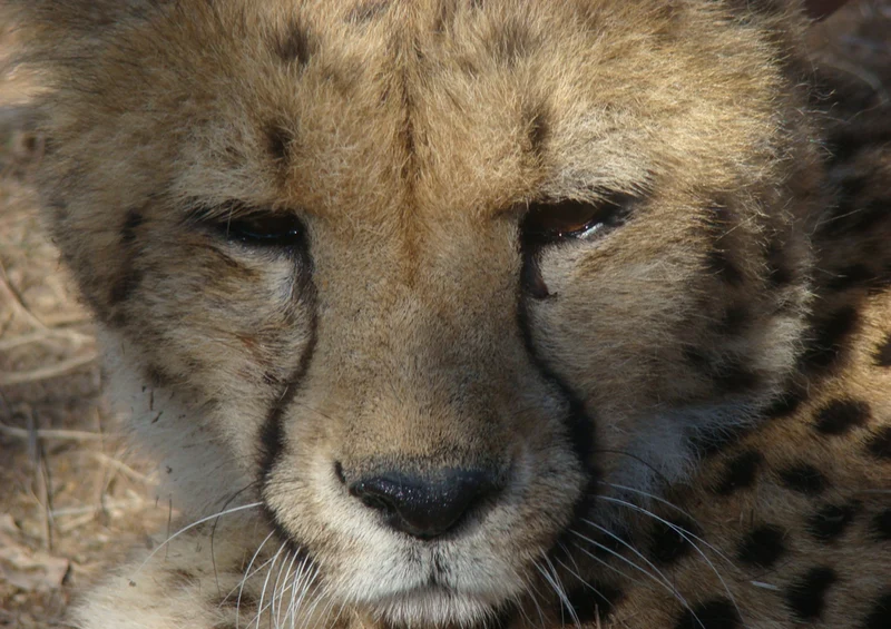 72897 Tierwelt - Leopard Puzzle