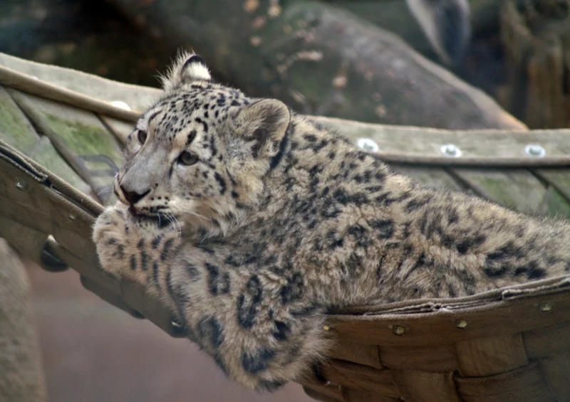 73169 Tierwelt - Leopard Puzzle