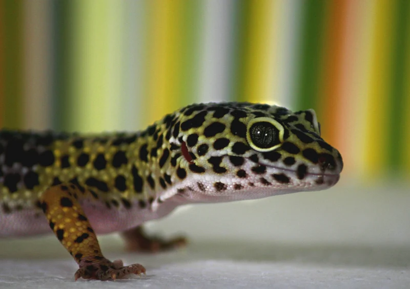 73179 Tierwelt - Gecko Puzzle
