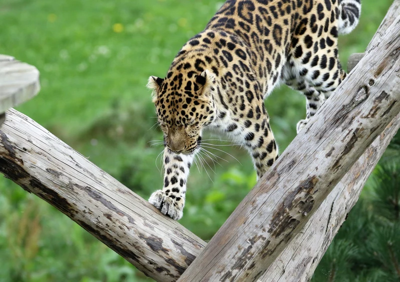 73193 Natur - Leopard Puzzle