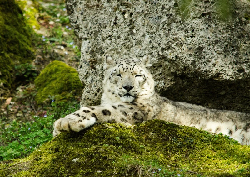72675 Tierwelt - Leopard Puzzle